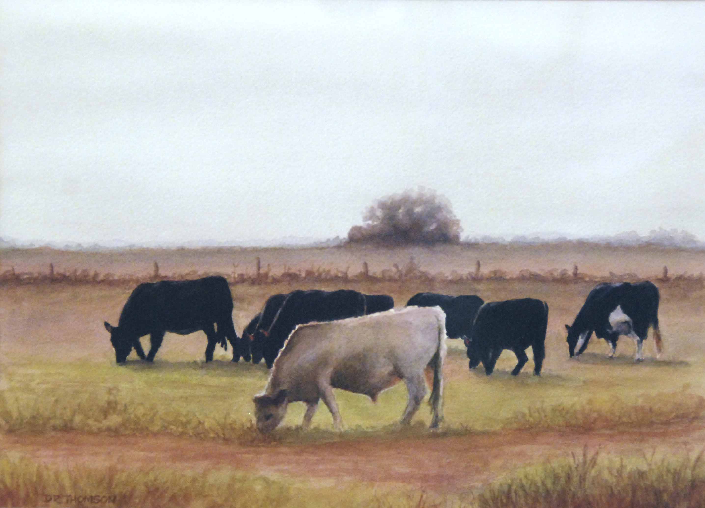 Cows grazing near Port Fairy, Victoria