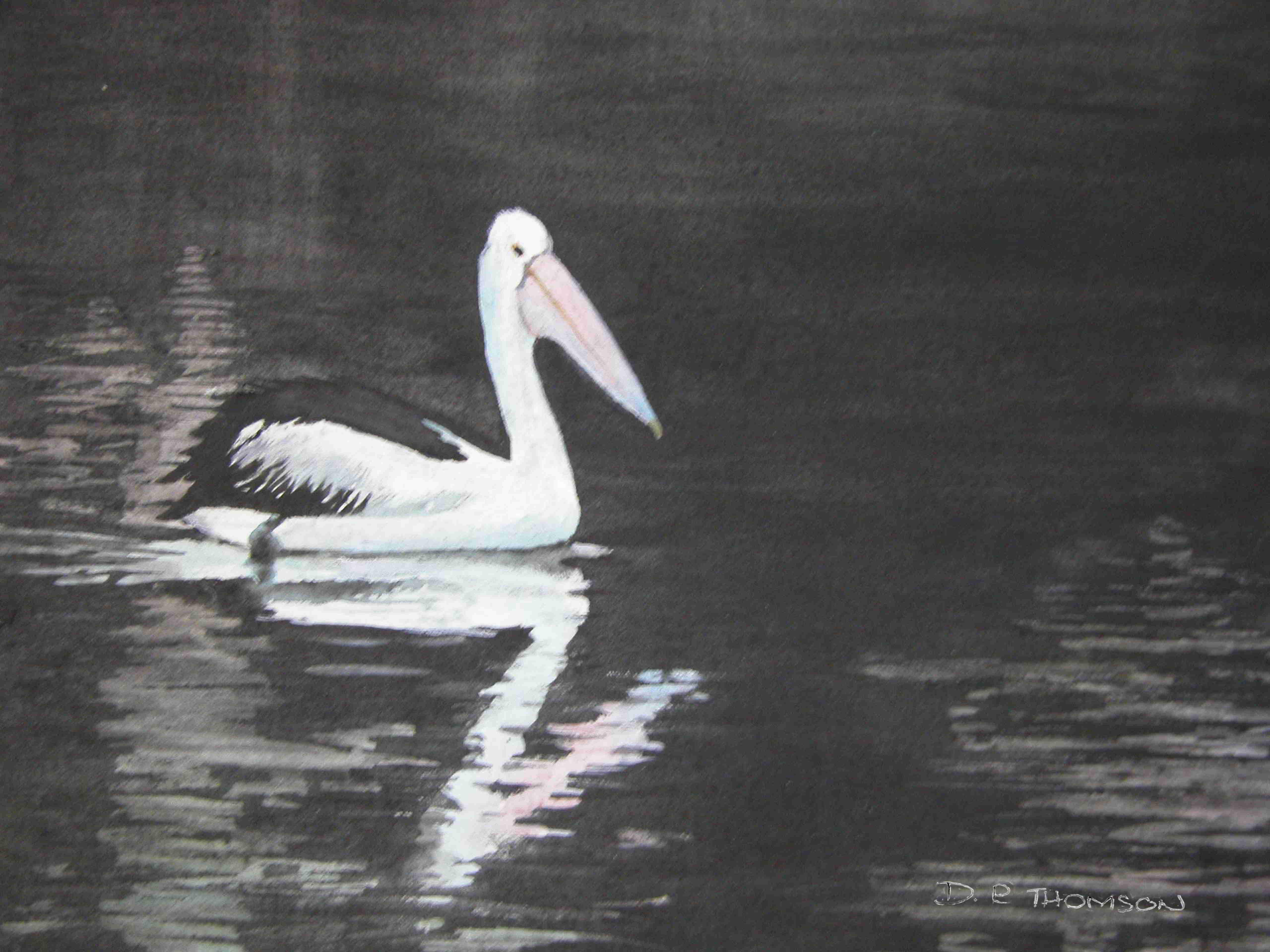 Pelican on the River Murray at Blachetown late afternoon